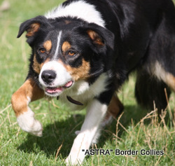 Astra Kita, Tricolour Border Collie